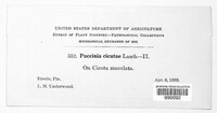 Puccinia cicutae image